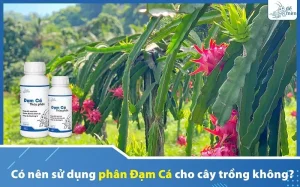 co-nen-su-dung-phan-dam-ca-khong