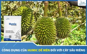 cong-dung-humic-de-men-voi-sau-rieng