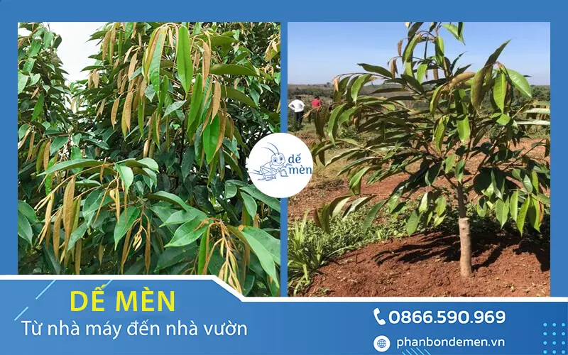 de-men-cung-cap-phan-humic-chinh-hang-2