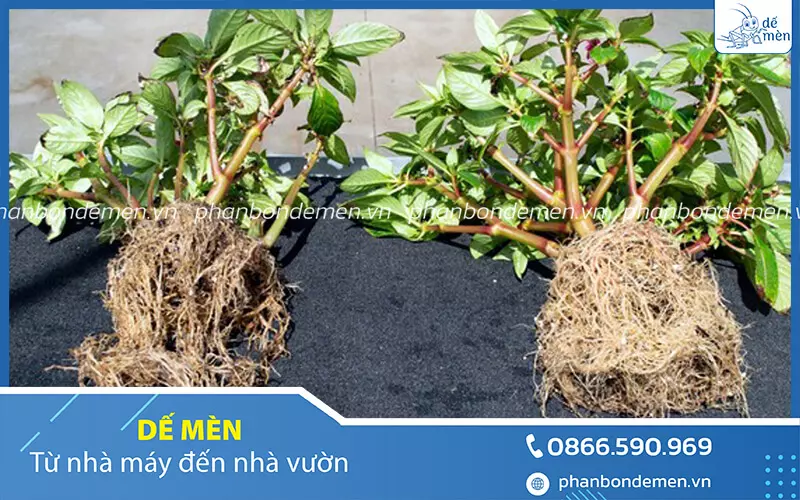 de-men-cung-cap-phan-humic-chinh-hang-3