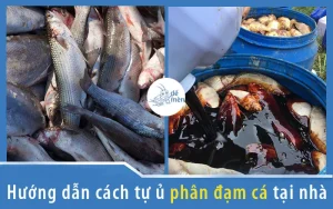 huong-dan-cach-tu-u-phan-dam-ca