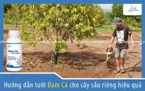 huong-dan-tuoi-dam-ca-cho-cay-sau-rieng