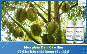 mua-phan-dam-ca-o-dau