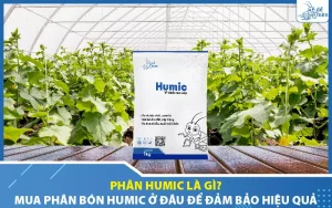 Phân Humic là gì? Mua phân Humic ở đâu để đảm bảo hiệu quả