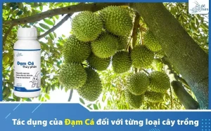 tac-dung-cua-dam-ca-huu-co-voi-tung-loai-cay