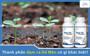 thanh-phan-dam-ca-de-men-co-gi-khac-biet