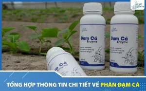 tong-hop-thong-tin-ve-phan-dam-ca