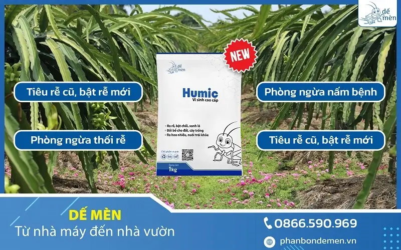 vai-tro-cua-humic-de-men-voi-cay-thanh-long-1