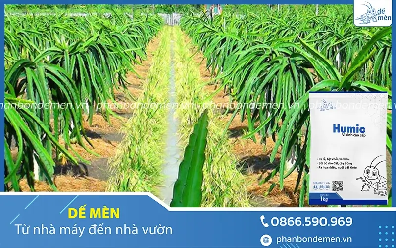 vai-tro-cua-humic-de-men-voi-cay-thanh-long-2