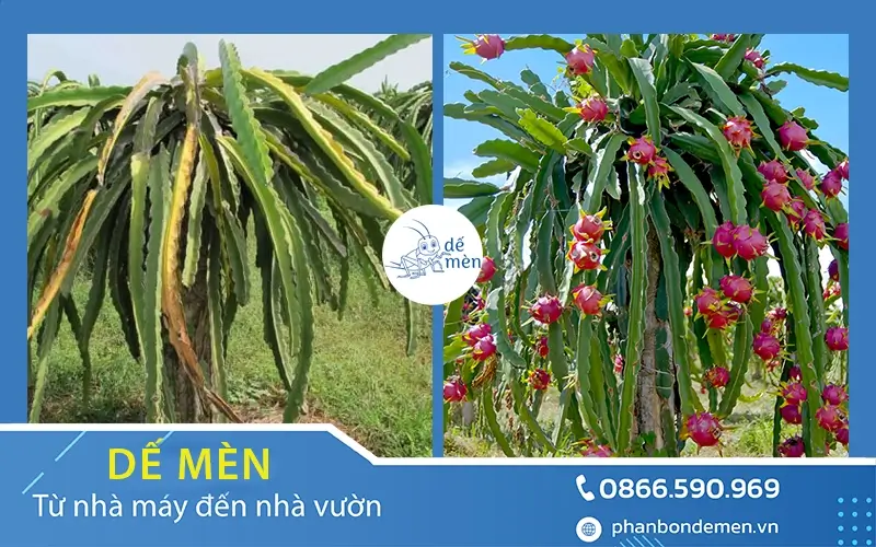 vai-tro-cua-humic-de-men-voi-cay-thanh-long-3