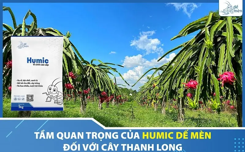 vai-tro-cua-humic-de-men-voi-cay-thanh-long